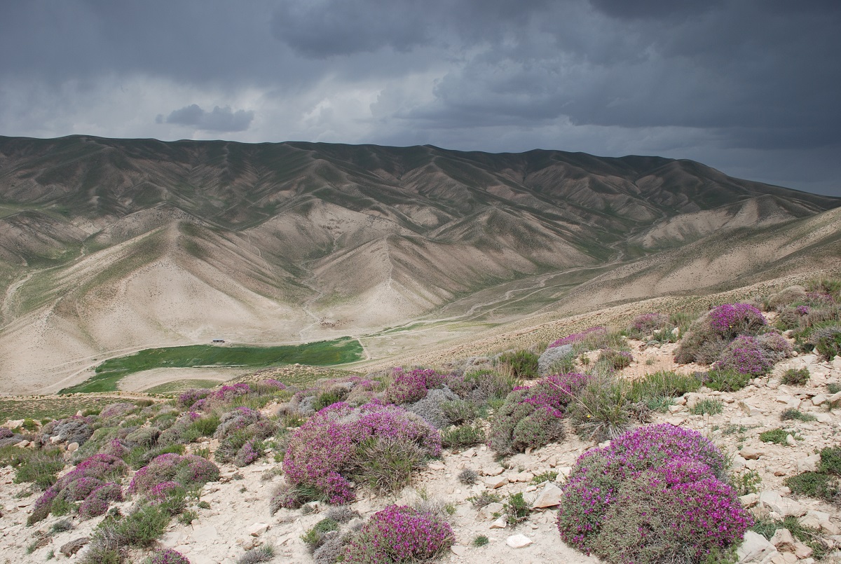 گالری مرتع